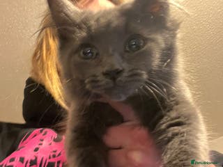 Mixed Breed cats Grey/blue long hair male kitten 8 weeks old - Advert 2