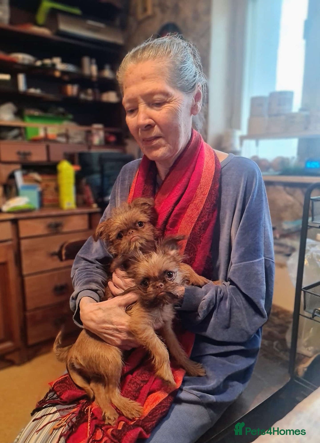 Griffon Bruxellois dogs for sale: One Beautiful Girl - Advert 8