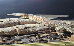 Monitor reptiles for sale: Beautiful young Monitor Lizard - Image 4