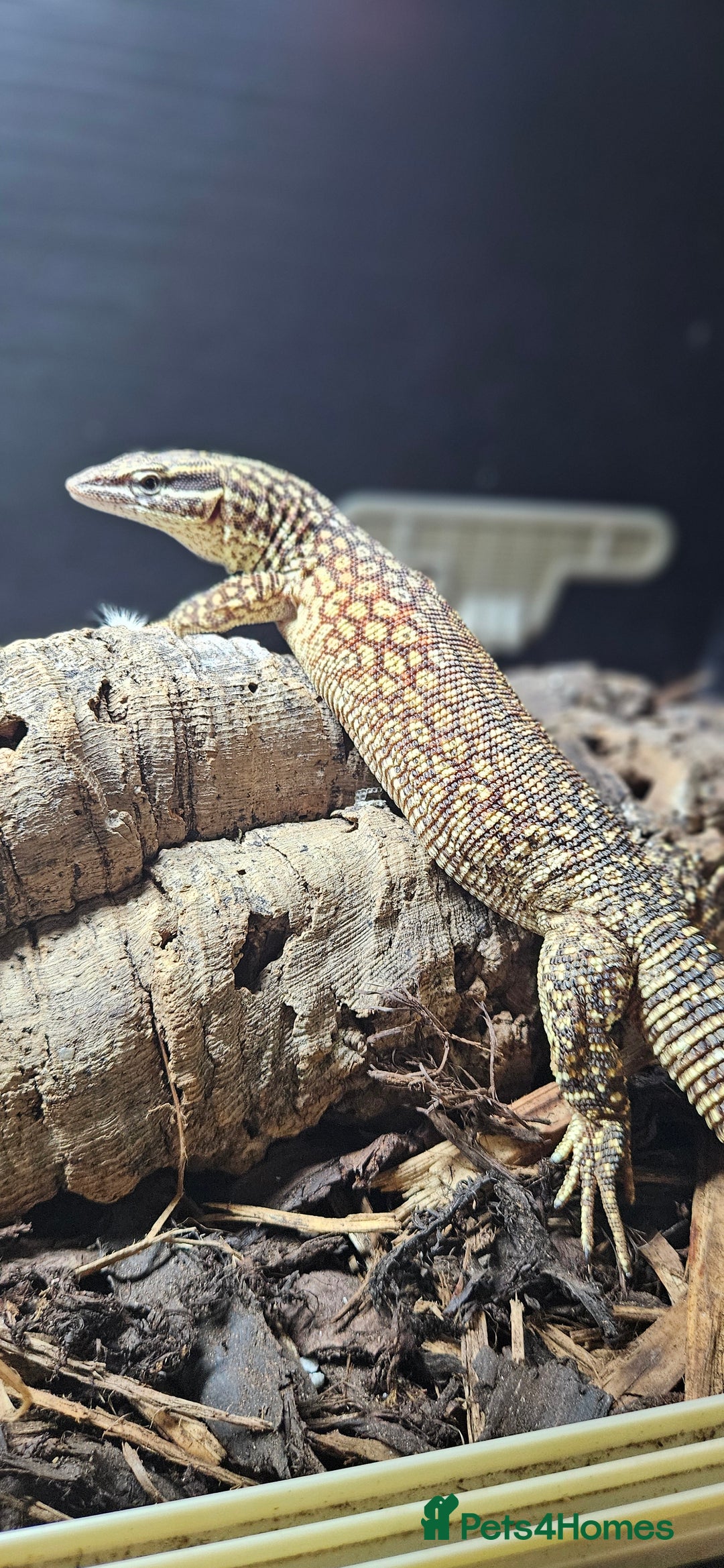 Monitor reptiles for sale: Beautiful young Monitor Lizard - Image 4