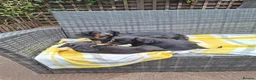 Miniature Dachshund dogs for sale: Miniature dachshund pups - Advert 2