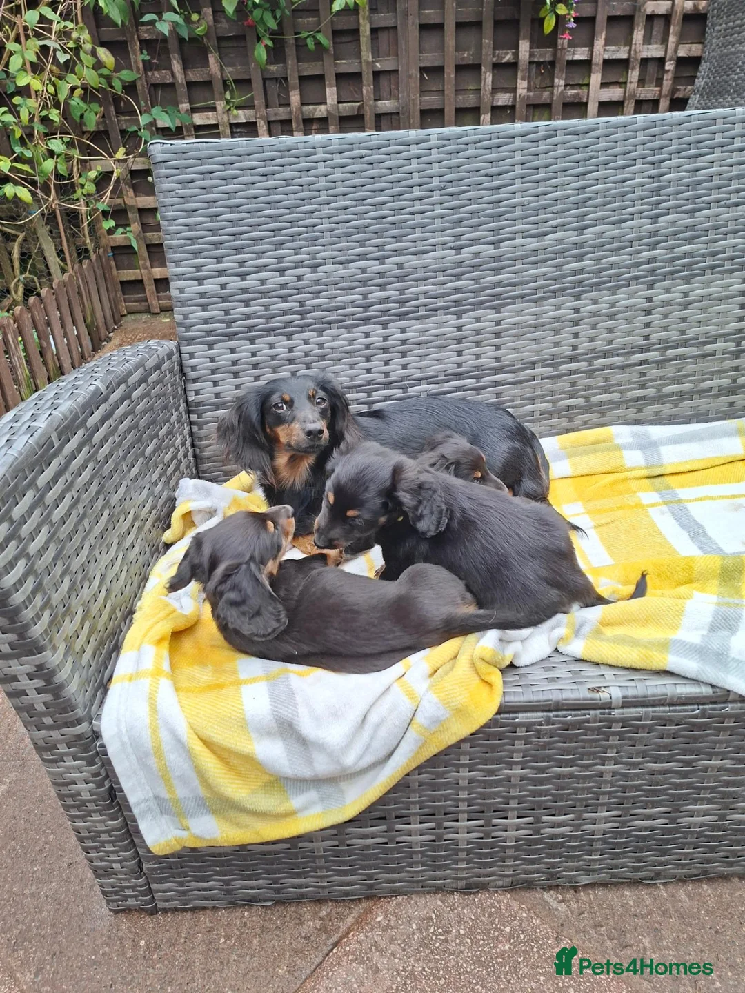 Miniature Dachshund dogs for sale: Miniature dachshund pups - Advert 2