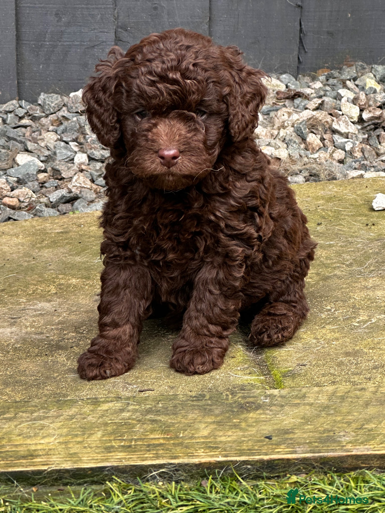 Labradoodle dogs 🐣Outstanding Mini F1B Labradoodles 🐣 - Advert 3