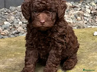 Labradoodle dogs 🐣Outstanding Mini F1B Labradoodles 🐣 - Advert 3