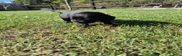 Cocker Spaniel dogs for sale: KC Show Type Cocker Spaniels - Advert 9