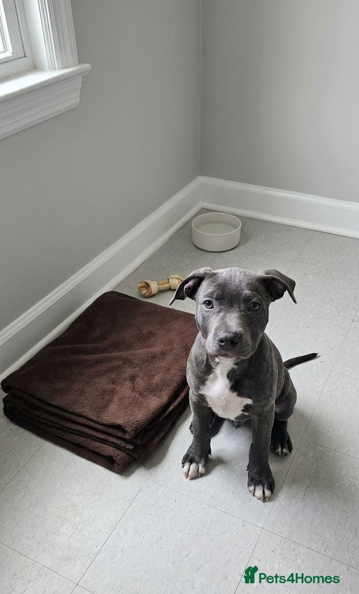 Staffordshire Bull Terrier dogs Not KC Reg Blue Staffordshire bull terrier boy - Advert 14