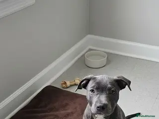 Staffordshire Bull Terrier dogs Not KC Reg Blue Staffordshire bull terrier boy - Advert 11