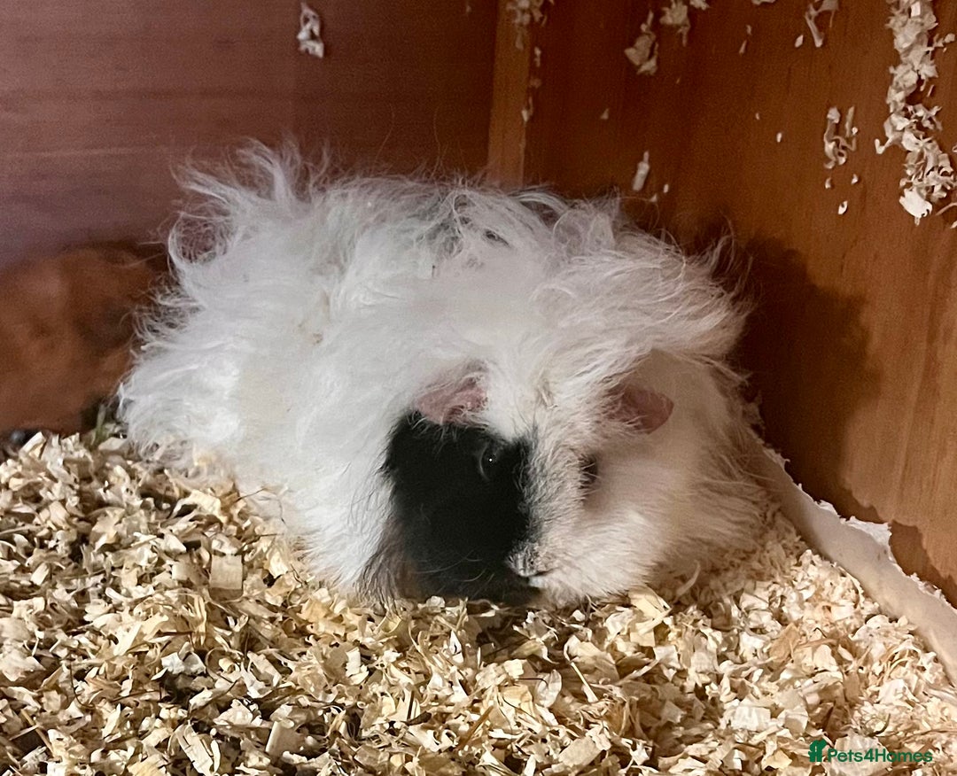 Guinea Pig rodents for sale: Lunkarya sows available - Advert 6