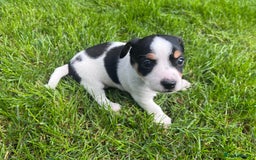 Jack Russell dogs for sale: Puppy jack Russel  - Image 5