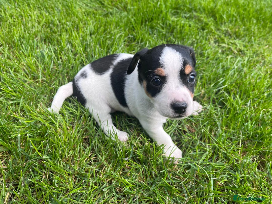 Jack Russell dogs for sale: Puppy jack Russel  - Image 5
