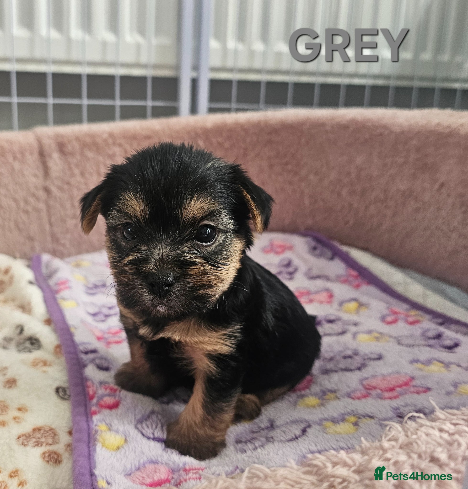 Yorkshire Terrier dogs Yorkshire Terrier puppies  1 Boy avaliable  - Advert 3