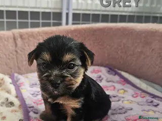 Yorkshire Terrier dogs Yorkshire Terrier puppies 1 Boy avaliable - Advert 3