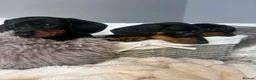 Miniature Dachshund dogs for sale: READY TO LEAVE KC mini dachshunds    - Advert 5