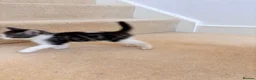 Mixed Breed cats for sale: Kittens for sale  - Advert 5