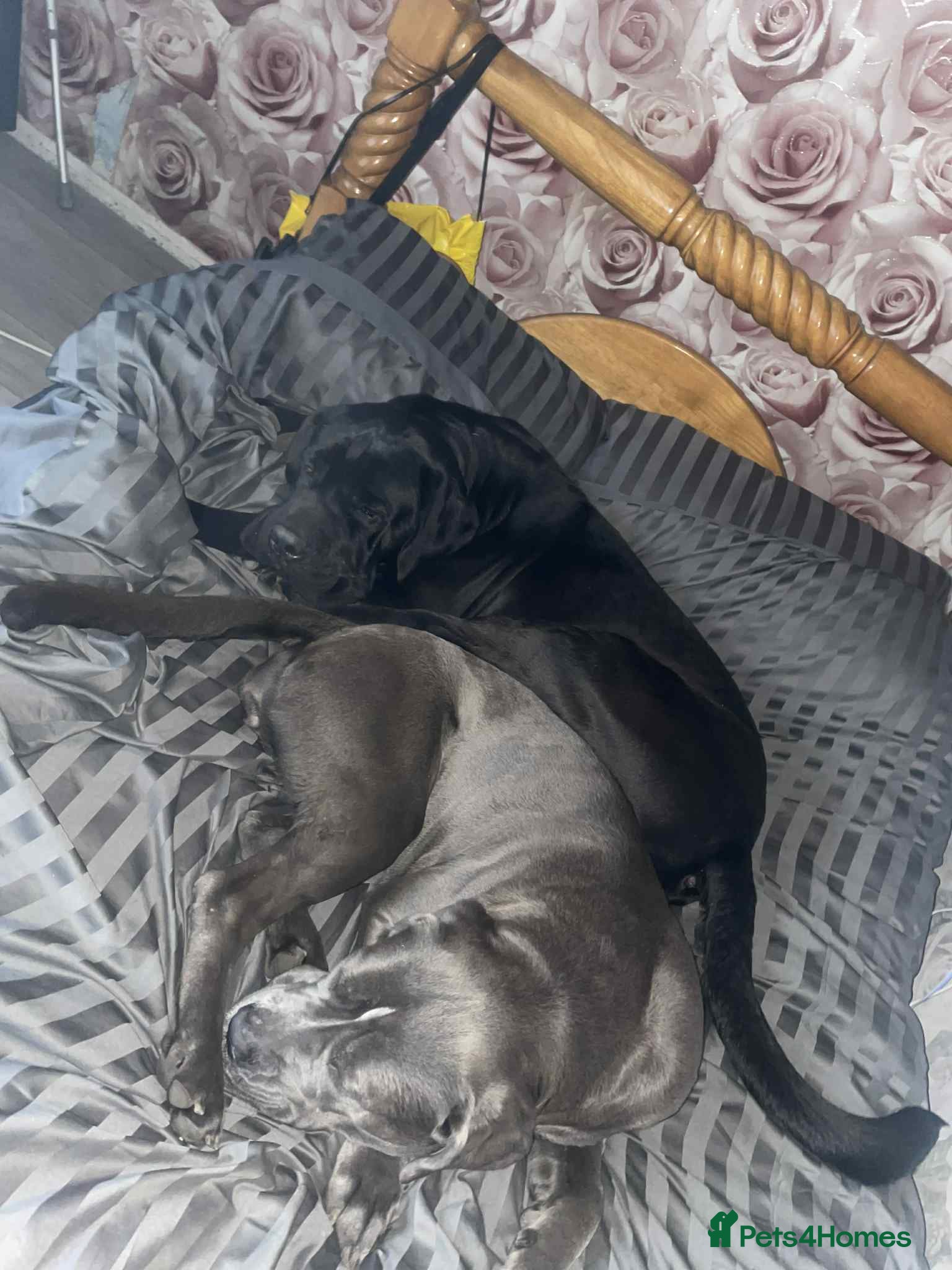 Cane Corso dogs Male pure breed cane corso  - Advert 13