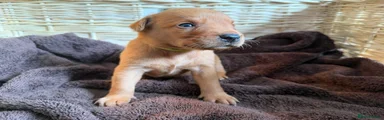 Labrador Retriever Puppy 4 - lime green
