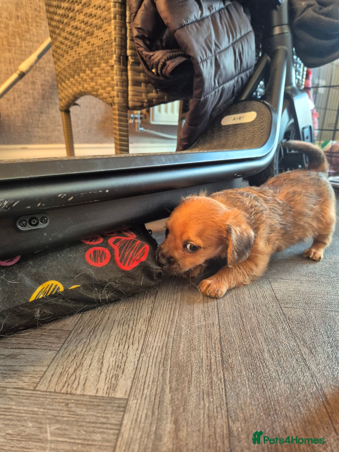 Chipoo dogs for sale: Beautiful chipoo puppys  - Advert 32