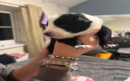 Border Collie dogs for sale: Border collie puppy’s ready to reserve  - Image 7