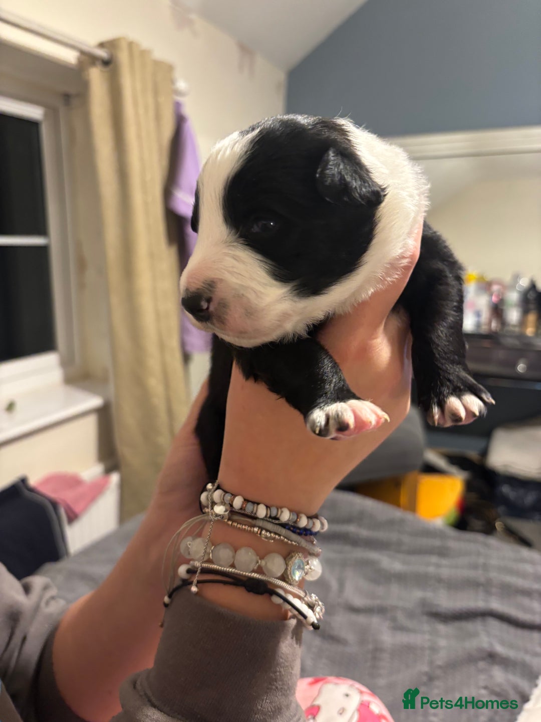 Border Collie dogs for sale: Border collie puppy’s ready to reserve  - Image 7