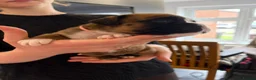 Boxer dogs for sale: Beautiful, KC registerd boxer puppies for sale in Canvey Island - Advert 6