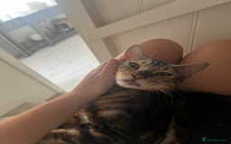 Bengal cats for sale: beautiful marble bengal - Advert 6