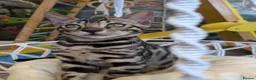 Bengal cats for sale: Male Bengal kitten TICA registered silver  - Advert 10