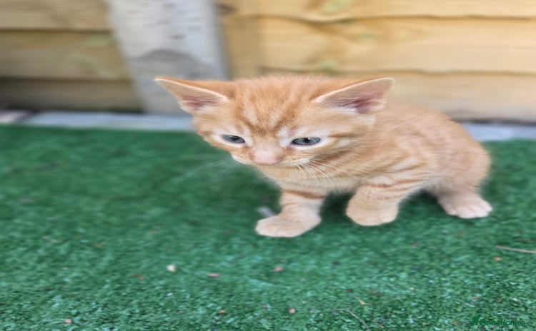Mixed Breed cats - Advert 5