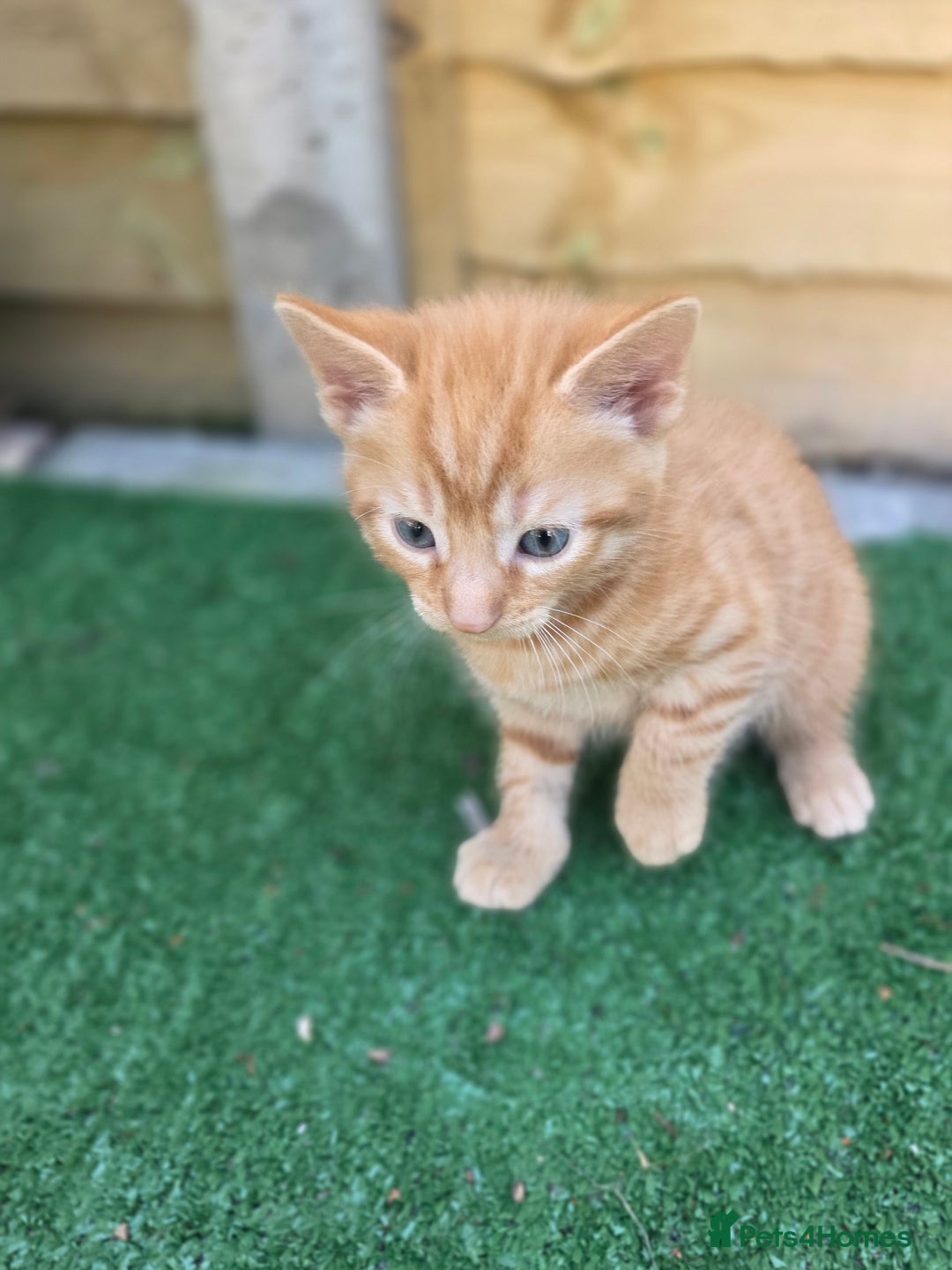 Mixed Breed cats for sale: Kittens - Image 1