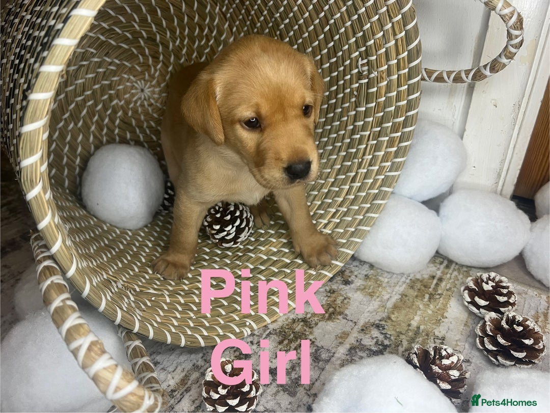 Labrador Retriever dogs for sale: Champion line KC reg dark Red Fox Yellow Labrador  - Advert 11