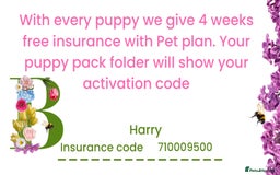 Pekingese dogs for sale: ⭐️WAITING LIST NOW OPEN⭐️ - Image 6