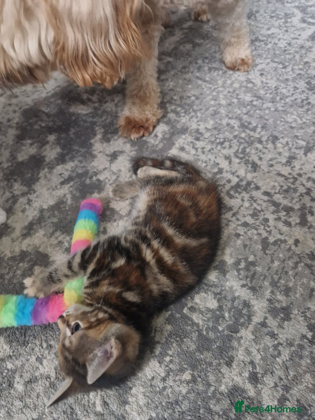 Mixed Breed cats for sale: 3 beautiful semi long haired kittens 8 weeks - Image 11