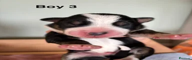 Boy 3