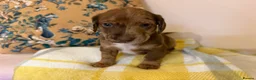 Mixed Breed dogs for sale: Doxie puppies  - Advert 38