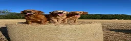 Golden Retriever dogs for sale: Excellent duel purpose KC Golden Retriver boy in Matlock - Advert 1