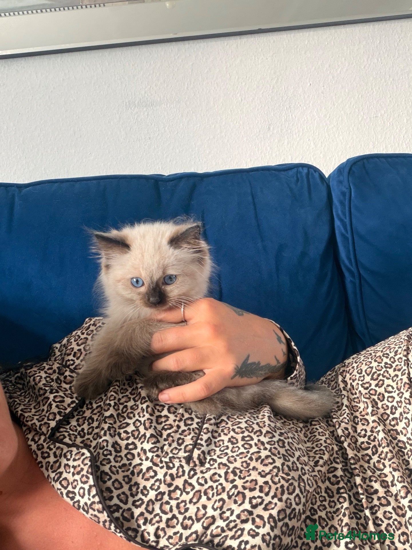 Ragdoll cats 1 girl left Seal bicolour & seal point  ragdolls  - Advert 1
