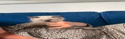 Ragdoll cats for sale: 1 girl left Seal point ragdoll - Advert 5