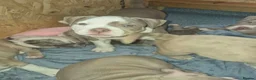 American Bully dogs for sale: Our Pocket Bully puppies  - Advert 11