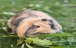 Mini Lion Lop rabbits for sale: Buck needs a new home  - Image 4