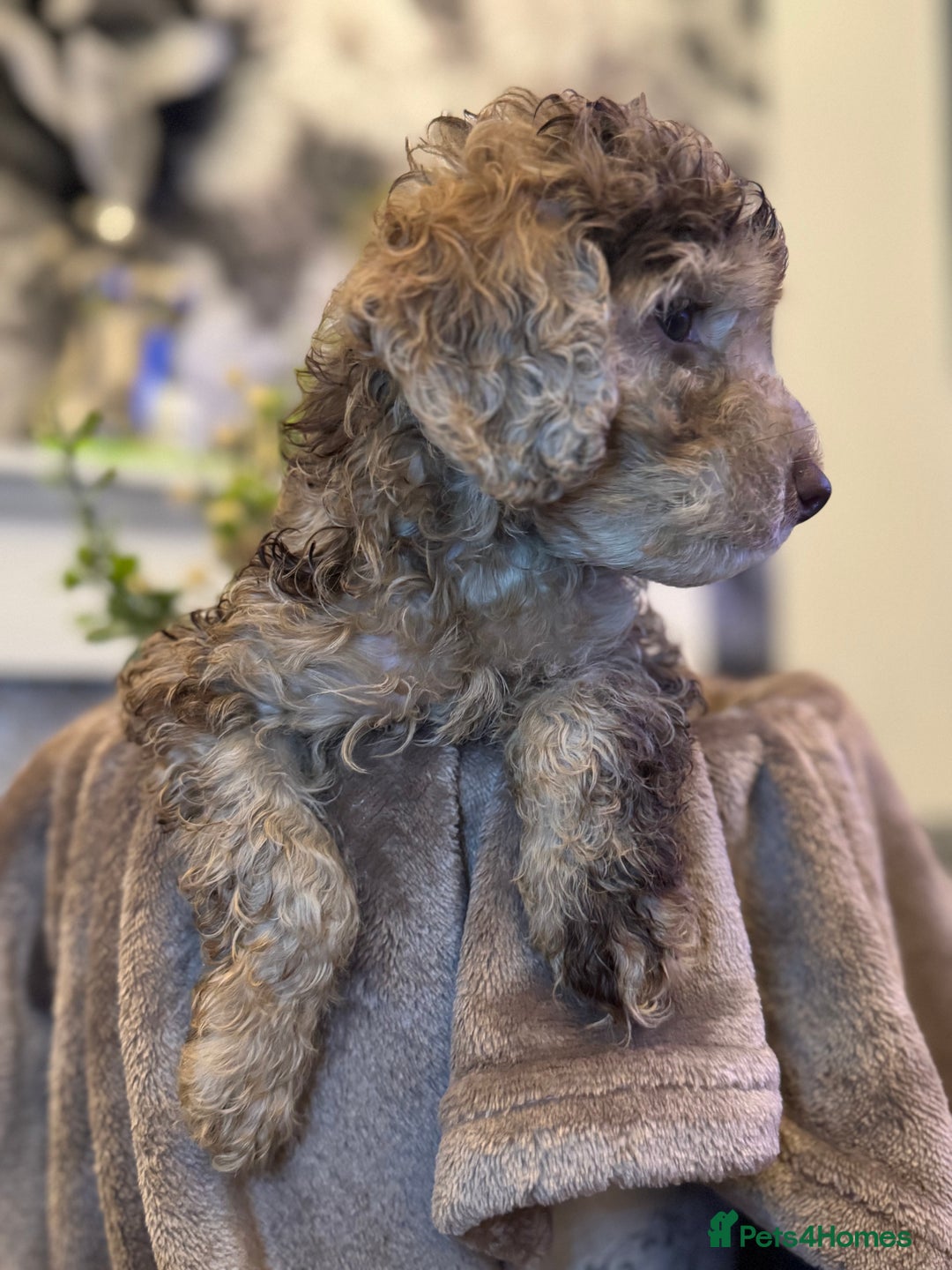 Cockapoo dogs for sale: Miniature Cockapoo Multi Generation  in Darwen - Image 16