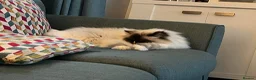 Ragdoll cats for sale: Ragdoll - Advert 3