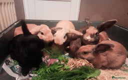Mixed Breed rabbits for sale: Free to loving forever homes  - Image 12
