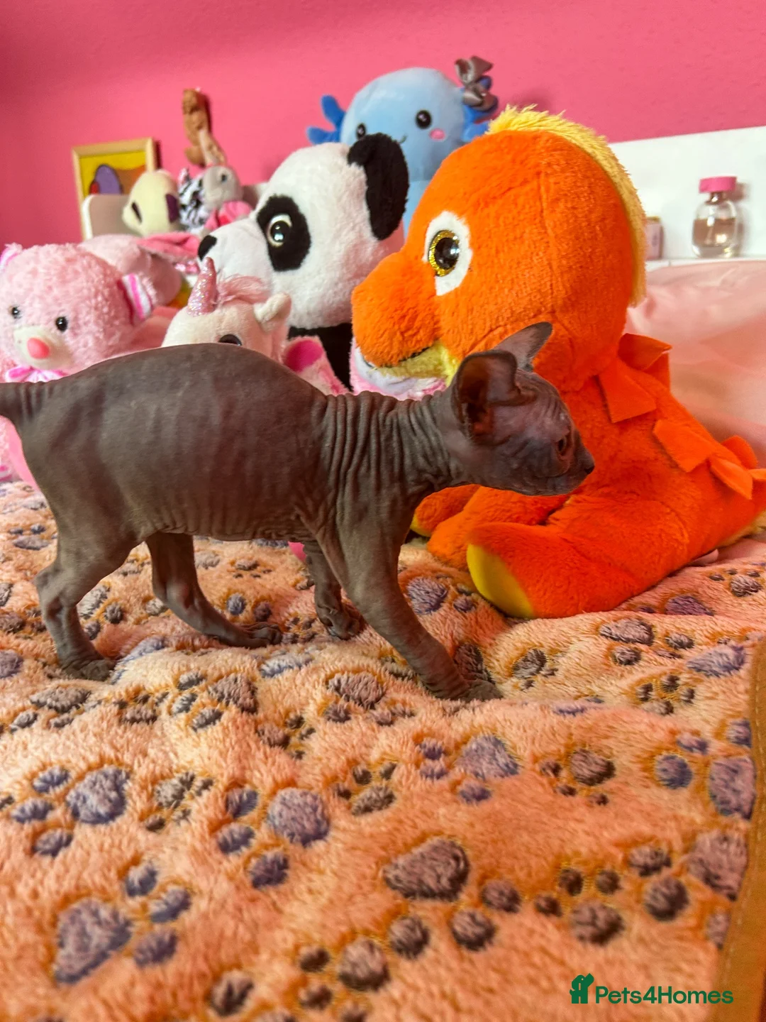 Sphynx cats for sale: Beautiful Sphynx Kittens – Ready 5th October - Advert 2