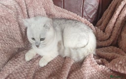 British Shorthair cats for sale: Lapcat GCCF Silver British Shorthair Kitten. in Lancaster - Image 5