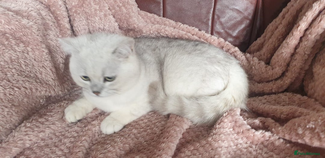 British Shorthair cats for sale: Lapcat GCCF Silver British Shorthair Kitten. in Lancaster - Image 5