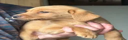 Labrador Retriever dogs for sale: Labrador puppy in Sunderland - Advert 3