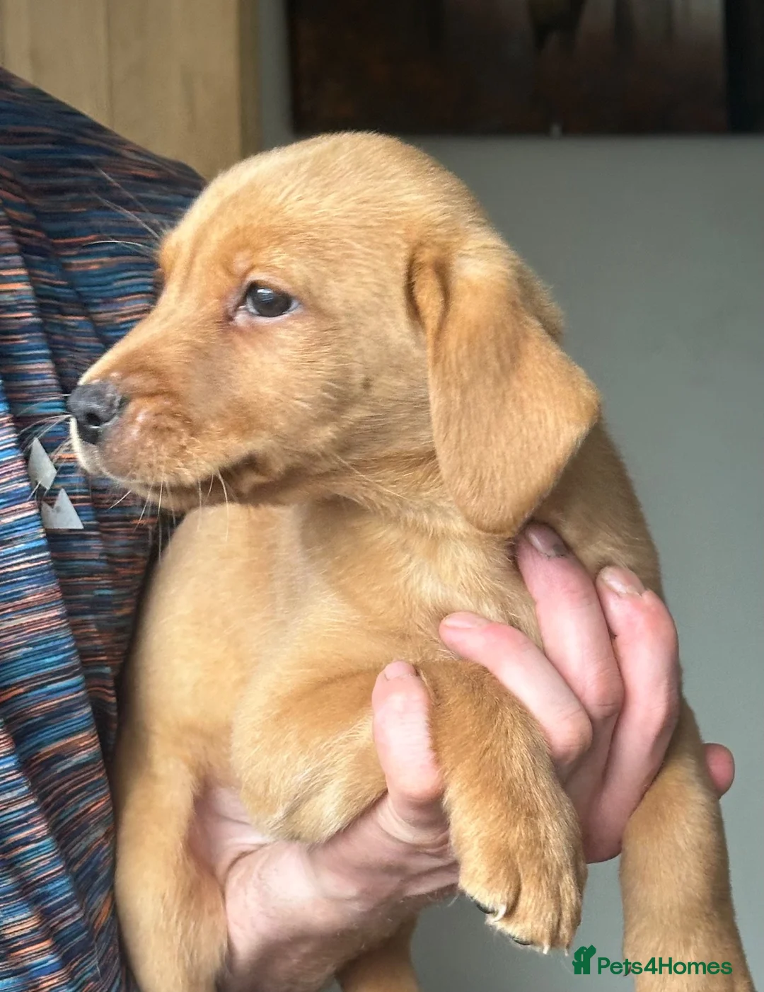 Labrador Retriever dogs for sale: Labrador puppy in Sunderland - Advert 3