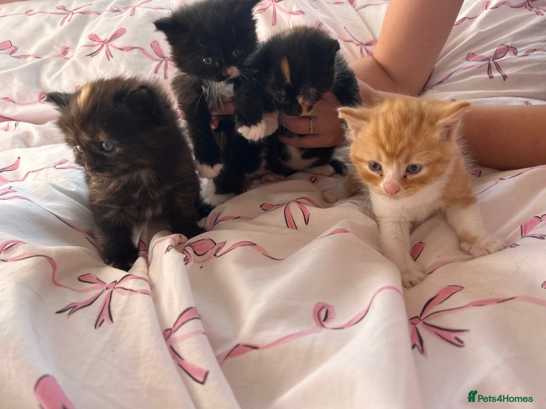 British Longhair cats for sale: Kitten - Image 2