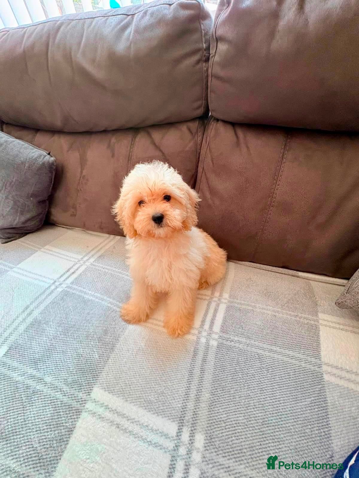 Cavapoo dogs Gorgeous Male Cavapoos - Advert 16