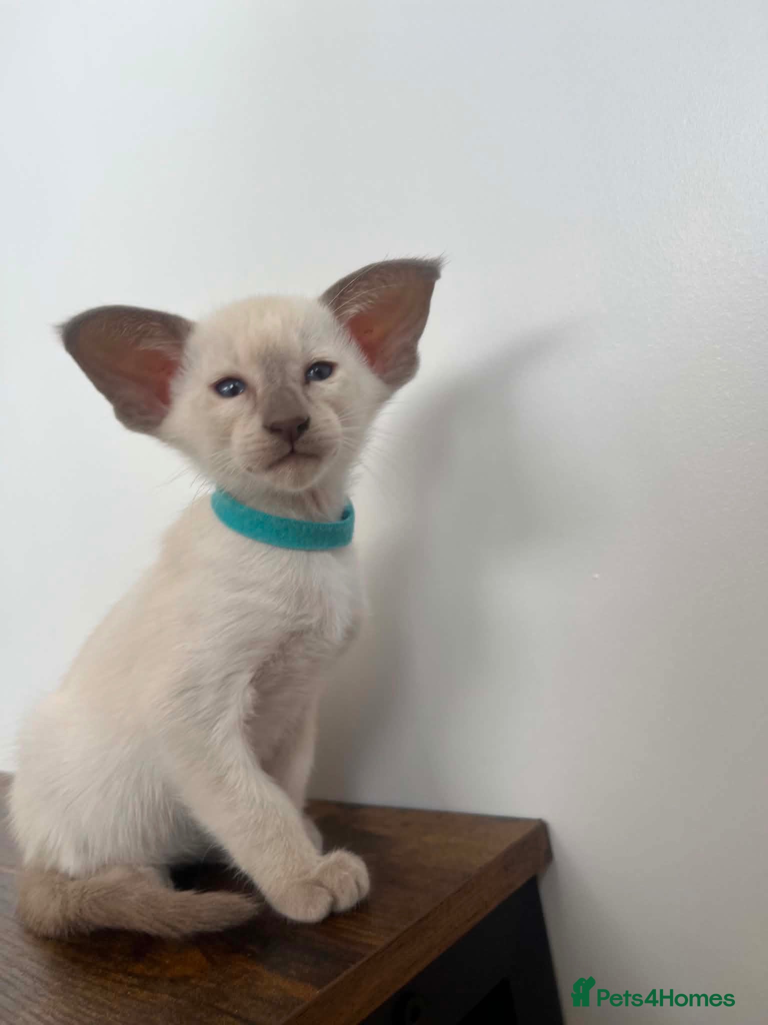 Siamese cats GCCF Registered Stunning Siamese Kittens  - Advert 3