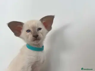 Siamese cats GCCF Registered Stunning Siamese Kittens - Advert 4